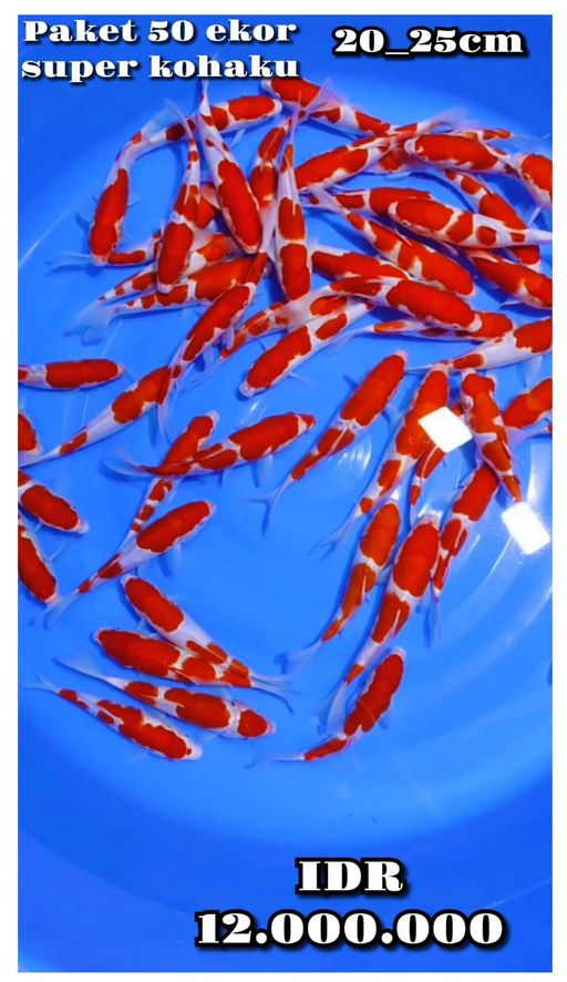 Lelang Koi Online, Jual Beli Ikan Koi, Pusat Jual Beli Koi, Info Lelang Koi Hari Ini, Platform Jual Beli Koi, Jual Beli Ikan Koi Online, Marketplace Ikan Koi, Jual Koi Terbaik, Tempat Beli Koi Berkualitas, Pasar Ikan Koi Online Terpercaya, Penjual Ikan Koi Terpercaya, Beli Koi Hias Online, Ikan Koi untuk Dijual, Koi Kualitas Terbaik, Toko Online Ikan Koi, Koi Hias Untuk Dijual, Jual Beli Ikan Koi Lokal, Koi Indonesia Online, Pusat Jual Beli Koi Terbesar