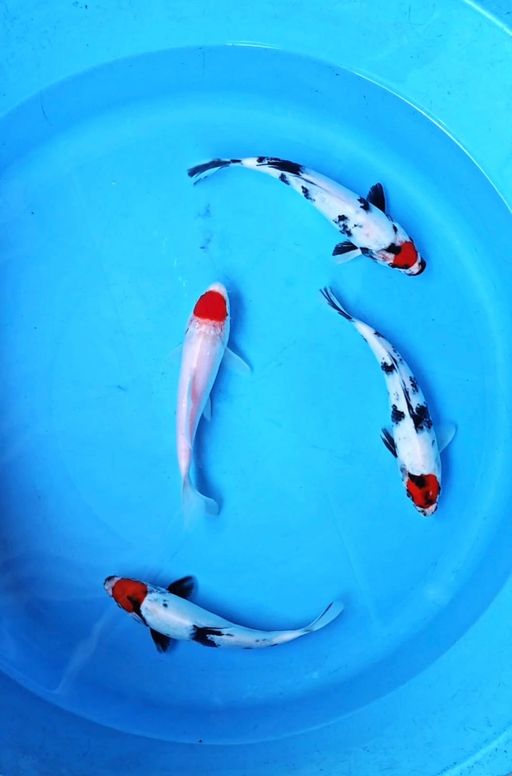 Lelang Koi Online, Jual Beli Ikan Koi, Pusat Jual Beli Koi, Info Lelang Koi Hari Ini, Platform Jual Beli Koi, Jual Beli Ikan Koi Online, Marketplace Ikan Koi, Jual Koi Terbaik, Tempat Beli Koi Berkualitas, Pasar Ikan Koi Online Terpercaya, Penjual Ikan Koi Terpercaya, Beli Koi Hias Online, Ikan Koi untuk Dijual, Koi Kualitas Terbaik, Toko Online Ikan Koi, Koi Hias Untuk Dijual, Jual Beli Ikan Koi Lokal, Koi Indonesia Online, Pusat Jual Beli Koi Terbesar