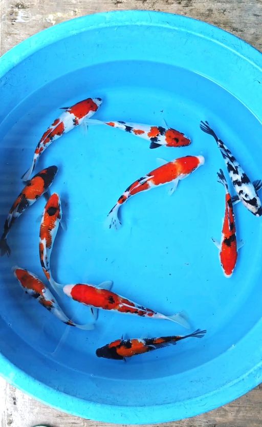 Lelang Koi Online, Jual Beli Ikan Koi, Pusat Jual Beli Koi, Info Lelang Koi Hari Ini, Platform Jual Beli Koi, Jual Beli Ikan Koi Online, Marketplace Ikan Koi, Jual Koi Terbaik, Tempat Beli Koi Berkualitas, Pasar Ikan Koi Online Terpercaya, Penjual Ikan Koi Terpercaya, Beli Koi Hias Online, Ikan Koi untuk Dijual, Koi Kualitas Terbaik, Toko Online Ikan Koi, Koi Hias Untuk Dijual, Jual Beli Ikan Koi Lokal, Koi Indonesia Online, Pusat Jual Beli Koi Terbesar