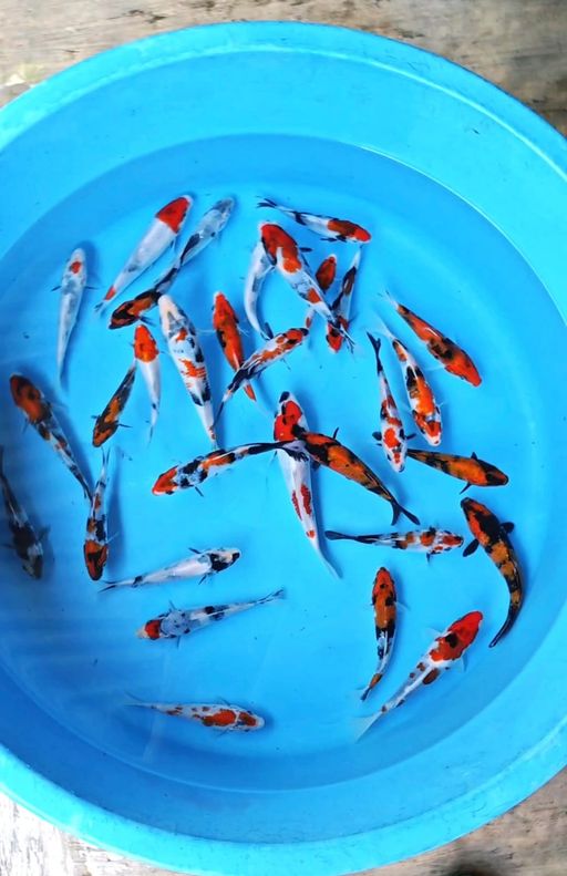 Lelang Koi Online, Jual Beli Ikan Koi, Pusat Jual Beli Koi, Info Lelang Koi Hari Ini, Platform Jual Beli Koi, Jual Beli Ikan Koi Online, Marketplace Ikan Koi, Jual Koi Terbaik, Tempat Beli Koi Berkualitas, Pasar Ikan Koi Online Terpercaya, Penjual Ikan Koi Terpercaya, Beli Koi Hias Online, Ikan Koi untuk Dijual, Koi Kualitas Terbaik, Toko Online Ikan Koi, Koi Hias Untuk Dijual, Jual Beli Ikan Koi Lokal, Koi Indonesia Online, Pusat Jual Beli Koi Terbesar