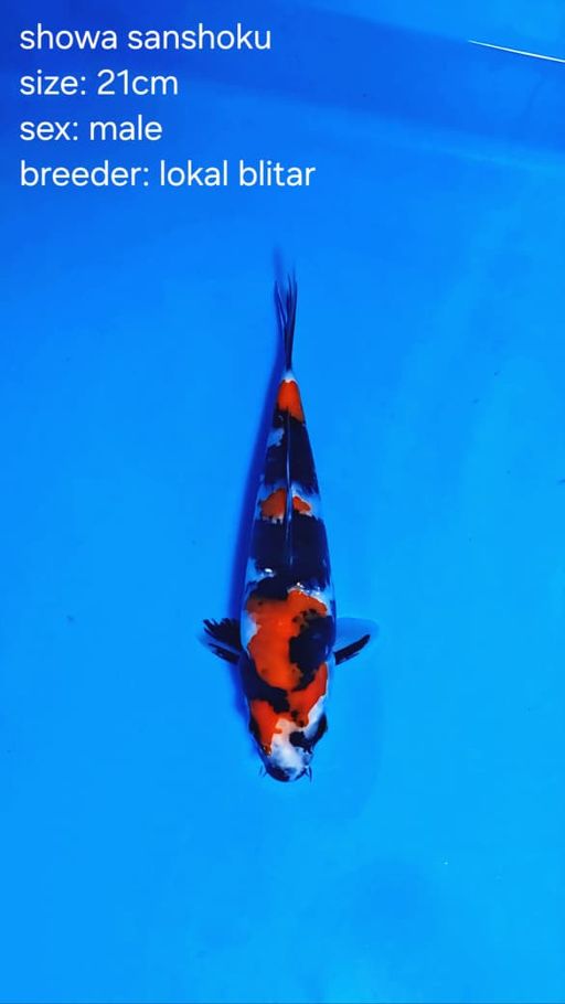 Lelang Koi Online, Jual Beli Ikan Koi, Pusat Jual Beli Koi, Info Lelang Koi Hari Ini, Platform Jual Beli Koi, Jual Beli Ikan Koi Online, Marketplace Ikan Koi, Jual Koi Terbaik, Tempat Beli Koi Berkualitas, Pasar Ikan Koi Online Terpercaya, Penjual Ikan Koi Terpercaya, Beli Koi Hias Online, Ikan Koi untuk Dijual, Koi Kualitas Terbaik, Toko Online Ikan Koi, Koi Hias Untuk Dijual, Jual Beli Ikan Koi Lokal, Koi Indonesia Online, Pusat Jual Beli Koi Terbesar