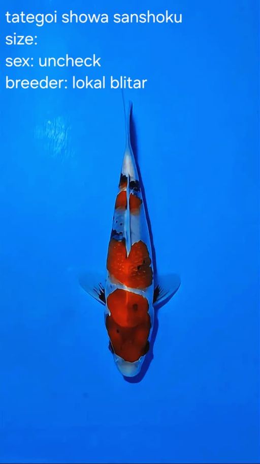 Lelang Koi Online, Jual Beli Ikan Koi, Pusat Jual Beli Koi, Info Lelang Koi Hari Ini, Platform Jual Beli Koi, Jual Beli Ikan Koi Online, Marketplace Ikan Koi, Jual Koi Terbaik, Tempat Beli Koi Berkualitas, Pasar Ikan Koi Online Terpercaya, Penjual Ikan Koi Terpercaya, Beli Koi Hias Online, Ikan Koi untuk Dijual, Koi Kualitas Terbaik, Toko Online Ikan Koi, Koi Hias Untuk Dijual, Jual Beli Ikan Koi Lokal, Koi Indonesia Online, Pusat Jual Beli Koi Terbesar