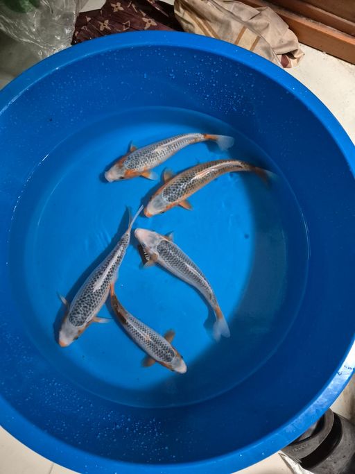 Lelang Koi Online, Jual Beli Ikan Koi, Pusat Jual Beli Koi, Info Lelang Koi Hari Ini, Platform Jual Beli Koi, Jual Beli Ikan Koi Online, Marketplace Ikan Koi, Jual Koi Terbaik, Tempat Beli Koi Berkualitas, Pasar Ikan Koi Online Terpercaya, Penjual Ikan Koi Terpercaya, Beli Koi Hias Online, Ikan Koi untuk Dijual, Koi Kualitas Terbaik, Toko Online Ikan Koi, Koi Hias Untuk Dijual, Jual Beli Ikan Koi Lokal, Koi Indonesia Online, Pusat Jual Beli Koi Terbesar