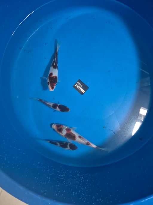 Lelang Koi Online, Jual Beli Ikan Koi, Pusat Jual Beli Koi, Info Lelang Koi Hari Ini, Platform Jual Beli Koi, Jual Beli Ikan Koi Online, Marketplace Ikan Koi, Jual Koi Terbaik, Tempat Beli Koi Berkualitas, Pasar Ikan Koi Online Terpercaya, Penjual Ikan Koi Terpercaya, Beli Koi Hias Online, Ikan Koi untuk Dijual, Koi Kualitas Terbaik, Toko Online Ikan Koi, Koi Hias Untuk Dijual, Jual Beli Ikan Koi Lokal, Koi Indonesia Online, Pusat Jual Beli Koi Terbesar