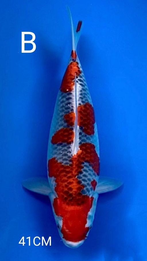 Lelang Koi Online, Jual Beli Ikan Koi, Pusat Jual Beli Koi, Info Lelang Koi Hari Ini, Platform Jual Beli Koi, Jual Beli Ikan Koi Online, Marketplace Ikan Koi, Jual Koi Terbaik, Tempat Beli Koi Berkualitas, Pasar Ikan Koi Online Terpercaya, Penjual Ikan Koi Terpercaya, Beli Koi Hias Online, Ikan Koi untuk Dijual, Koi Kualitas Terbaik, Toko Online Ikan Koi, Koi Hias Untuk Dijual, Jual Beli Ikan Koi Lokal, Koi Indonesia Online, Pusat Jual Beli Koi Terbesar