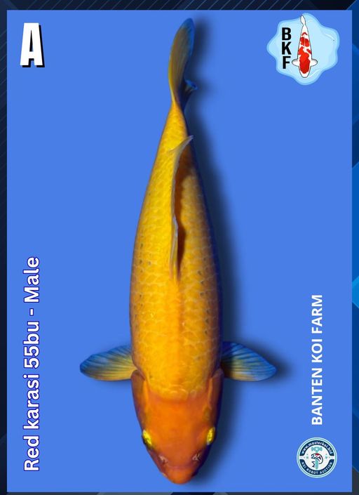 Lelang Koi Online, Jual Beli Ikan Koi, Pusat Jual Beli Koi, Info Lelang Koi Hari Ini, Platform Jual Beli Koi, Jual Beli Ikan Koi Online, Marketplace Ikan Koi, Jual Koi Terbaik, Tempat Beli Koi Berkualitas, Pasar Ikan Koi Online Terpercaya, Penjual Ikan Koi Terpercaya, Beli Koi Hias Online, Ikan Koi untuk Dijual, Koi Kualitas Terbaik, Toko Online Ikan Koi, Koi Hias Untuk Dijual, Jual Beli Ikan Koi Lokal, Koi Indonesia Online, Pusat Jual Beli Koi Terbesar