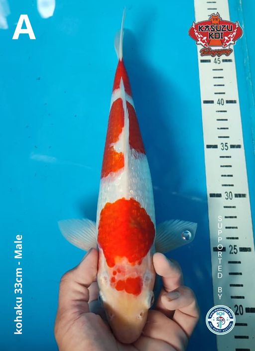Lelang Koi Online, Jual Beli Ikan Koi, Pusat Jual Beli Koi, Info Lelang Koi Hari Ini, Platform Jual Beli Koi, Jual Beli Ikan Koi Online, Marketplace Ikan Koi, Jual Koi Terbaik, Tempat Beli Koi Berkualitas, Pasar Ikan Koi Online Terpercaya, Penjual Ikan Koi Terpercaya, Beli Koi Hias Online, Ikan Koi untuk Dijual, Koi Kualitas Terbaik, Toko Online Ikan Koi, Koi Hias Untuk Dijual, Jual Beli Ikan Koi Lokal, Koi Indonesia Online, Pusat Jual Beli Koi Terbesar