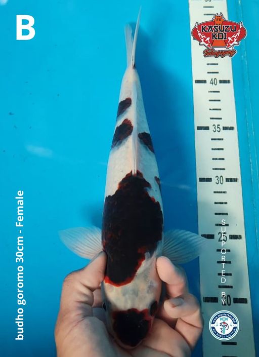 Lelang Koi Online, Jual Beli Ikan Koi, Pusat Jual Beli Koi, Info Lelang Koi Hari Ini, Platform Jual Beli Koi, Jual Beli Ikan Koi Online, Marketplace Ikan Koi, Jual Koi Terbaik, Tempat Beli Koi Berkualitas, Pasar Ikan Koi Online Terpercaya, Penjual Ikan Koi Terpercaya, Beli Koi Hias Online, Ikan Koi untuk Dijual, Koi Kualitas Terbaik, Toko Online Ikan Koi, Koi Hias Untuk Dijual, Jual Beli Ikan Koi Lokal, Koi Indonesia Online, Pusat Jual Beli Koi Terbesar