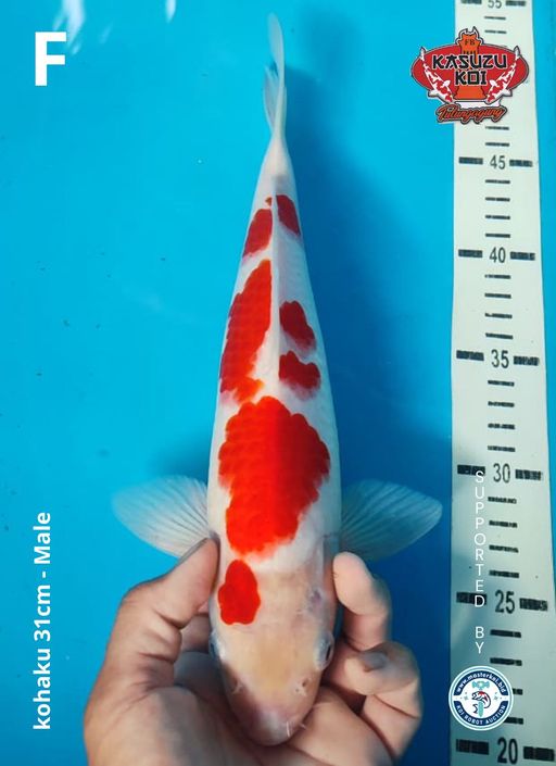 Lelang Koi Online, Jual Beli Ikan Koi, Pusat Jual Beli Koi, Info Lelang Koi Hari Ini, Platform Jual Beli Koi, Jual Beli Ikan Koi Online, Marketplace Ikan Koi, Jual Koi Terbaik, Tempat Beli Koi Berkualitas, Pasar Ikan Koi Online Terpercaya, Penjual Ikan Koi Terpercaya, Beli Koi Hias Online, Ikan Koi untuk Dijual, Koi Kualitas Terbaik, Toko Online Ikan Koi, Koi Hias Untuk Dijual, Jual Beli Ikan Koi Lokal, Koi Indonesia Online, Pusat Jual Beli Koi Terbesar