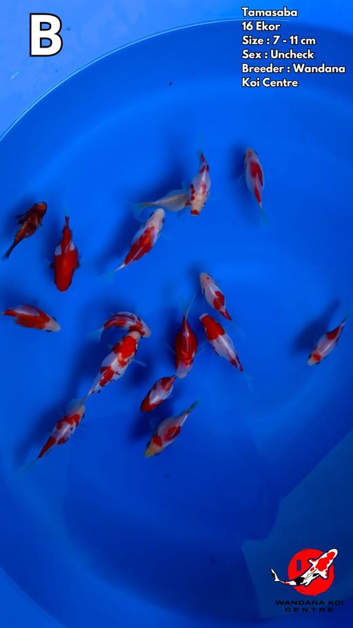 Lelang Koi Online, Jual Beli Ikan Koi, Pusat Jual Beli Koi, Info Lelang Koi Hari Ini, Platform Jual Beli Koi, Jual Beli Ikan Koi Online, Marketplace Ikan Koi, Jual Koi Terbaik, Tempat Beli Koi Berkualitas, Pasar Ikan Koi Online Terpercaya, Penjual Ikan Koi Terpercaya, Beli Koi Hias Online, Ikan Koi untuk Dijual, Koi Kualitas Terbaik, Toko Online Ikan Koi, Koi Hias Untuk Dijual, Jual Beli Ikan Koi Lokal, Koi Indonesia Online, Pusat Jual Beli Koi Terbesar