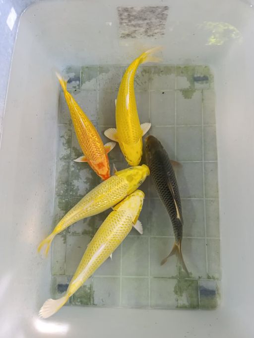 Lelang Koi Online, Jual Beli Ikan Koi, Pusat Jual Beli Koi, Info Lelang Koi Hari Ini, Platform Jual Beli Koi, Jual Beli Ikan Koi Online, Marketplace Ikan Koi, Jual Koi Terbaik, Tempat Beli Koi Berkualitas, Pasar Ikan Koi Online Terpercaya, Penjual Ikan Koi Terpercaya, Beli Koi Hias Online, Ikan Koi untuk Dijual, Koi Kualitas Terbaik, Toko Online Ikan Koi, Koi Hias Untuk Dijual, Jual Beli Ikan Koi Lokal, Koi Indonesia Online, Pusat Jual Beli Koi Terbesar