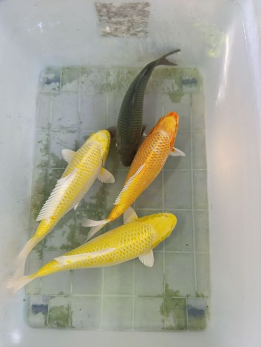 Lelang Koi Online, Jual Beli Ikan Koi, Pusat Jual Beli Koi, Info Lelang Koi Hari Ini, Platform Jual Beli Koi, Jual Beli Ikan Koi Online, Marketplace Ikan Koi, Jual Koi Terbaik, Tempat Beli Koi Berkualitas, Pasar Ikan Koi Online Terpercaya, Penjual Ikan Koi Terpercaya, Beli Koi Hias Online, Ikan Koi untuk Dijual, Koi Kualitas Terbaik, Toko Online Ikan Koi, Koi Hias Untuk Dijual, Jual Beli Ikan Koi Lokal, Koi Indonesia Online, Pusat Jual Beli Koi Terbesar