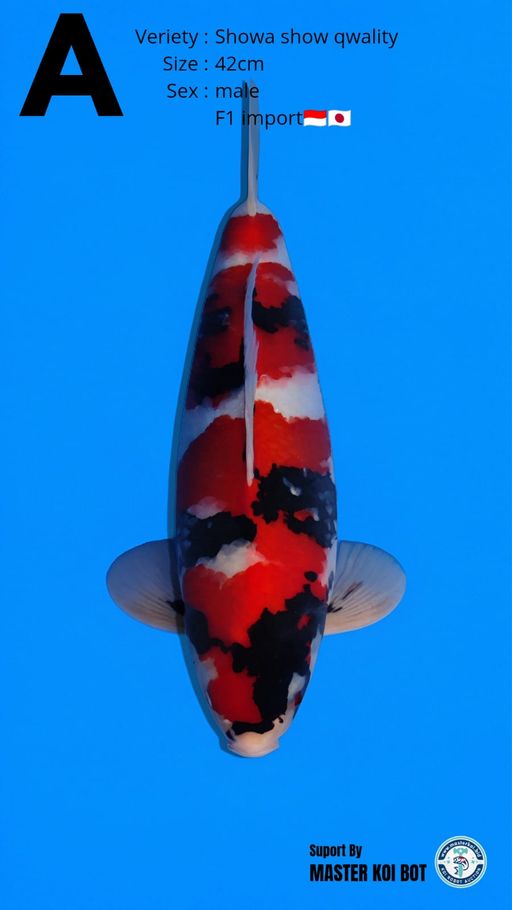 Lelang Koi Online, Jual Beli Ikan Koi, Pusat Jual Beli Koi, Info Lelang Koi Hari Ini, Platform Jual Beli Koi, Jual Beli Ikan Koi Online, Marketplace Ikan Koi, Jual Koi Terbaik, Tempat Beli Koi Berkualitas, Pasar Ikan Koi Online Terpercaya, Penjual Ikan Koi Terpercaya, Beli Koi Hias Online, Ikan Koi untuk Dijual, Koi Kualitas Terbaik, Toko Online Ikan Koi, Koi Hias Untuk Dijual, Jual Beli Ikan Koi Lokal, Koi Indonesia Online, Pusat Jual Beli Koi Terbesar