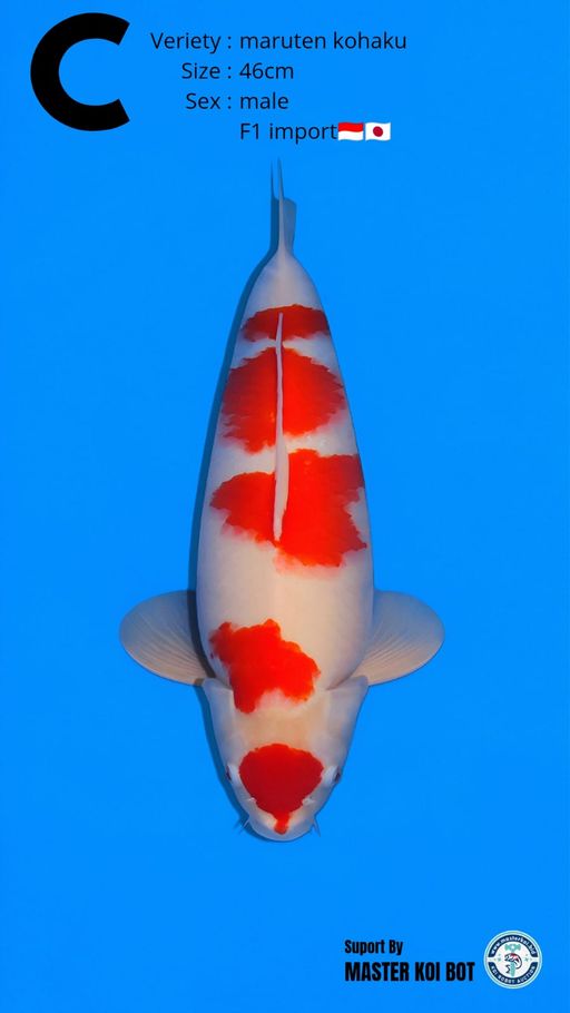 Lelang Koi Online, Jual Beli Ikan Koi, Pusat Jual Beli Koi, Info Lelang Koi Hari Ini, Platform Jual Beli Koi, Jual Beli Ikan Koi Online, Marketplace Ikan Koi, Jual Koi Terbaik, Tempat Beli Koi Berkualitas, Pasar Ikan Koi Online Terpercaya, Penjual Ikan Koi Terpercaya, Beli Koi Hias Online, Ikan Koi untuk Dijual, Koi Kualitas Terbaik, Toko Online Ikan Koi, Koi Hias Untuk Dijual, Jual Beli Ikan Koi Lokal, Koi Indonesia Online, Pusat Jual Beli Koi Terbesar