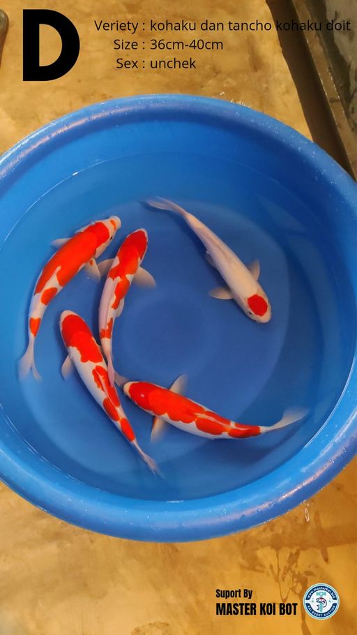 Lelang Koi Online, Jual Beli Ikan Koi, Pusat Jual Beli Koi, Info Lelang Koi Hari Ini, Platform Jual Beli Koi, Jual Beli Ikan Koi Online, Marketplace Ikan Koi, Jual Koi Terbaik, Tempat Beli Koi Berkualitas, Pasar Ikan Koi Online Terpercaya, Penjual Ikan Koi Terpercaya, Beli Koi Hias Online, Ikan Koi untuk Dijual, Koi Kualitas Terbaik, Toko Online Ikan Koi, Koi Hias Untuk Dijual, Jual Beli Ikan Koi Lokal, Koi Indonesia Online, Pusat Jual Beli Koi Terbesar