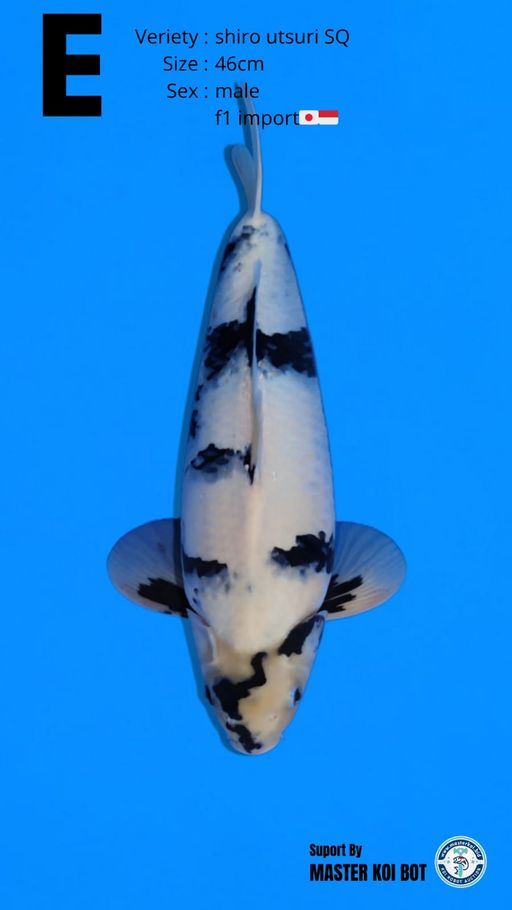 Lelang Koi Online, Jual Beli Ikan Koi, Pusat Jual Beli Koi, Info Lelang Koi Hari Ini, Platform Jual Beli Koi, Jual Beli Ikan Koi Online, Marketplace Ikan Koi, Jual Koi Terbaik, Tempat Beli Koi Berkualitas, Pasar Ikan Koi Online Terpercaya, Penjual Ikan Koi Terpercaya, Beli Koi Hias Online, Ikan Koi untuk Dijual, Koi Kualitas Terbaik, Toko Online Ikan Koi, Koi Hias Untuk Dijual, Jual Beli Ikan Koi Lokal, Koi Indonesia Online, Pusat Jual Beli Koi Terbesar