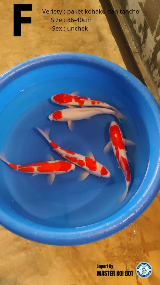 Lelang Koi Online, Jual Beli Ikan Koi, Pusat Jual Beli Koi, Info Lelang Koi Hari Ini, Platform Jual Beli Koi, Jual Beli Ikan Koi Online, Marketplace Ikan Koi, Jual Koi Terbaik, Tempat Beli Koi Berkualitas, Pasar Ikan Koi Online Terpercaya, Penjual Ikan Koi Terpercaya, Beli Koi Hias Online, Ikan Koi untuk Dijual, Koi Kualitas Terbaik, Toko Online Ikan Koi, Koi Hias Untuk Dijual, Jual Beli Ikan Koi Lokal, Koi Indonesia Online, Pusat Jual Beli Koi Terbesar