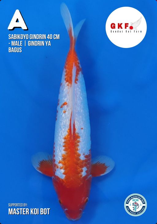 Lelang Koi Online, Jual Beli Ikan Koi, Pusat Jual Beli Koi, Info Lelang Koi Hari Ini, Platform Jual Beli Koi, Jual Beli Ikan Koi Online, Marketplace Ikan Koi, Jual Koi Terbaik, Tempat Beli Koi Berkualitas, Pasar Ikan Koi Online Terpercaya, Penjual Ikan Koi Terpercaya, Beli Koi Hias Online, Ikan Koi untuk Dijual, Koi Kualitas Terbaik, Toko Online Ikan Koi, Koi Hias Untuk Dijual, Jual Beli Ikan Koi Lokal, Koi Indonesia Online, Pusat Jual Beli Koi Terbesar