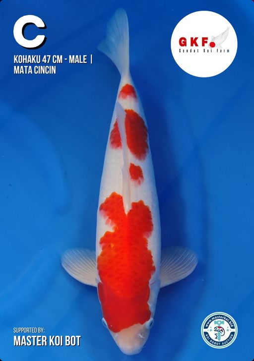 Lelang Koi Online, Jual Beli Ikan Koi, Pusat Jual Beli Koi, Info Lelang Koi Hari Ini, Platform Jual Beli Koi, Jual Beli Ikan Koi Online, Marketplace Ikan Koi, Jual Koi Terbaik, Tempat Beli Koi Berkualitas, Pasar Ikan Koi Online Terpercaya, Penjual Ikan Koi Terpercaya, Beli Koi Hias Online, Ikan Koi untuk Dijual, Koi Kualitas Terbaik, Toko Online Ikan Koi, Koi Hias Untuk Dijual, Jual Beli Ikan Koi Lokal, Koi Indonesia Online, Pusat Jual Beli Koi Terbesar