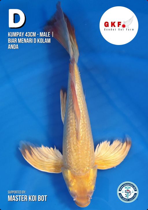 Lelang Koi Online, Jual Beli Ikan Koi, Pusat Jual Beli Koi, Info Lelang Koi Hari Ini, Platform Jual Beli Koi, Jual Beli Ikan Koi Online, Marketplace Ikan Koi, Jual Koi Terbaik, Tempat Beli Koi Berkualitas, Pasar Ikan Koi Online Terpercaya, Penjual Ikan Koi Terpercaya, Beli Koi Hias Online, Ikan Koi untuk Dijual, Koi Kualitas Terbaik, Toko Online Ikan Koi, Koi Hias Untuk Dijual, Jual Beli Ikan Koi Lokal, Koi Indonesia Online, Pusat Jual Beli Koi Terbesar