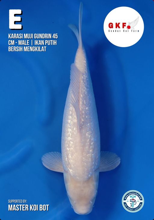 Lelang Koi Online, Jual Beli Ikan Koi, Pusat Jual Beli Koi, Info Lelang Koi Hari Ini, Platform Jual Beli Koi, Jual Beli Ikan Koi Online, Marketplace Ikan Koi, Jual Koi Terbaik, Tempat Beli Koi Berkualitas, Pasar Ikan Koi Online Terpercaya, Penjual Ikan Koi Terpercaya, Beli Koi Hias Online, Ikan Koi untuk Dijual, Koi Kualitas Terbaik, Toko Online Ikan Koi, Koi Hias Untuk Dijual, Jual Beli Ikan Koi Lokal, Koi Indonesia Online, Pusat Jual Beli Koi Terbesar