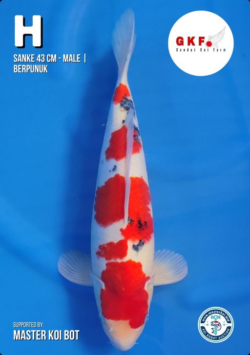 Lelang Koi Online, Jual Beli Ikan Koi, Pusat Jual Beli Koi, Info Lelang Koi Hari Ini, Platform Jual Beli Koi, Jual Beli Ikan Koi Online, Marketplace Ikan Koi, Jual Koi Terbaik, Tempat Beli Koi Berkualitas, Pasar Ikan Koi Online Terpercaya, Penjual Ikan Koi Terpercaya, Beli Koi Hias Online, Ikan Koi untuk Dijual, Koi Kualitas Terbaik, Toko Online Ikan Koi, Koi Hias Untuk Dijual, Jual Beli Ikan Koi Lokal, Koi Indonesia Online, Pusat Jual Beli Koi Terbesar