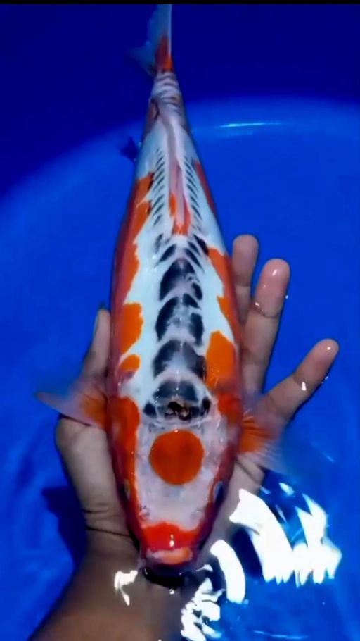 Lelang Koi Online, Jual Beli Ikan Koi, Pusat Jual Beli Koi, Info Lelang Koi Hari Ini, Platform Jual Beli Koi, Jual Beli Ikan Koi Online, Marketplace Ikan Koi, Jual Koi Terbaik, Tempat Beli Koi Berkualitas, Pasar Ikan Koi Online Terpercaya, Penjual Ikan Koi Terpercaya, Beli Koi Hias Online, Ikan Koi untuk Dijual, Koi Kualitas Terbaik, Toko Online Ikan Koi, Koi Hias Untuk Dijual, Jual Beli Ikan Koi Lokal, Koi Indonesia Online, Pusat Jual Beli Koi Terbesar