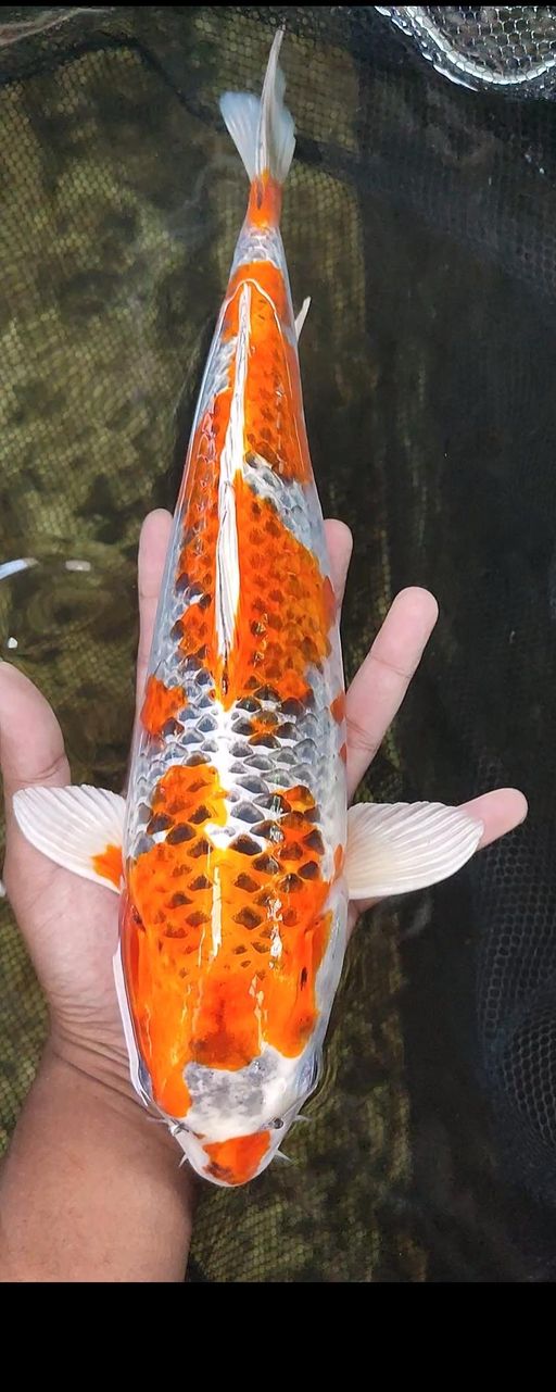 Lelang Koi Online, Jual Beli Ikan Koi, Pusat Jual Beli Koi, Info Lelang Koi Hari Ini, Platform Jual Beli Koi, Jual Beli Ikan Koi Online, Marketplace Ikan Koi, Jual Koi Terbaik, Tempat Beli Koi Berkualitas, Pasar Ikan Koi Online Terpercaya, Penjual Ikan Koi Terpercaya, Beli Koi Hias Online, Ikan Koi untuk Dijual, Koi Kualitas Terbaik, Toko Online Ikan Koi, Koi Hias Untuk Dijual, Jual Beli Ikan Koi Lokal, Koi Indonesia Online, Pusat Jual Beli Koi Terbesar
