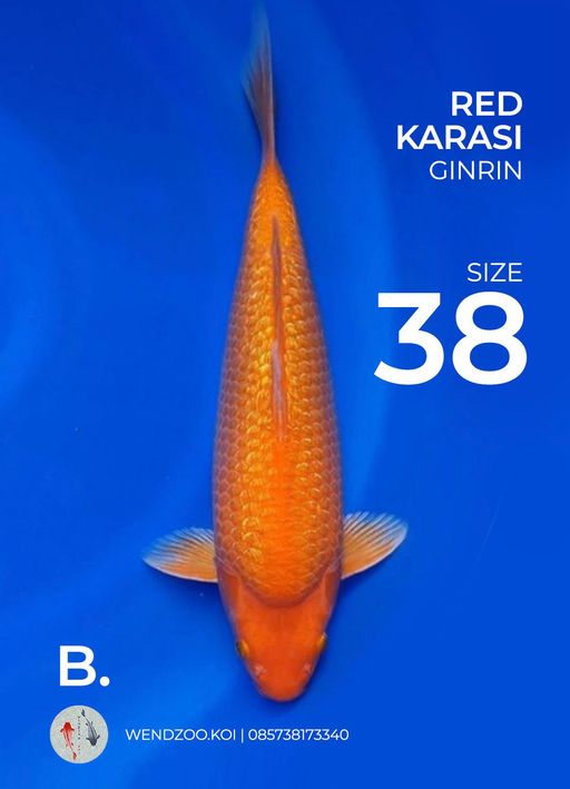Lelang Koi Online, Jual Beli Ikan Koi, Pusat Jual Beli Koi, Info Lelang Koi Hari Ini, Platform Jual Beli Koi, Jual Beli Ikan Koi Online, Marketplace Ikan Koi, Jual Koi Terbaik, Tempat Beli Koi Berkualitas, Pasar Ikan Koi Online Terpercaya, Penjual Ikan Koi Terpercaya, Beli Koi Hias Online, Ikan Koi untuk Dijual, Koi Kualitas Terbaik, Toko Online Ikan Koi, Koi Hias Untuk Dijual, Jual Beli Ikan Koi Lokal, Koi Indonesia Online, Pusat Jual Beli Koi Terbesar