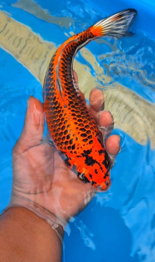Lelang Koi Online, Jual Beli Ikan Koi, Pusat Jual Beli Koi, Info Lelang Koi Hari Ini, Platform Jual Beli Koi, Jual Beli Ikan Koi Online, Marketplace Ikan Koi, Jual Koi Terbaik, Tempat Beli Koi Berkualitas, Pasar Ikan Koi Online Terpercaya, Penjual Ikan Koi Terpercaya, Beli Koi Hias Online, Ikan Koi untuk Dijual, Koi Kualitas Terbaik, Toko Online Ikan Koi, Koi Hias Untuk Dijual, Jual Beli Ikan Koi Lokal, Koi Indonesia Online, Pusat Jual Beli Koi Terbesar