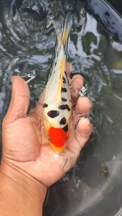 Lelang Koi Online, Jual Beli Ikan Koi, Pusat Jual Beli Koi, Info Lelang Koi Hari Ini, Platform Jual Beli Koi, Jual Beli Ikan Koi Online, Marketplace Ikan Koi, Jual Koi Terbaik, Tempat Beli Koi Berkualitas, Pasar Ikan Koi Online Terpercaya, Penjual Ikan Koi Terpercaya, Beli Koi Hias Online, Ikan Koi untuk Dijual, Koi Kualitas Terbaik, Toko Online Ikan Koi, Koi Hias Untuk Dijual, Jual Beli Ikan Koi Lokal, Koi Indonesia Online, Pusat Jual Beli Koi Terbesar