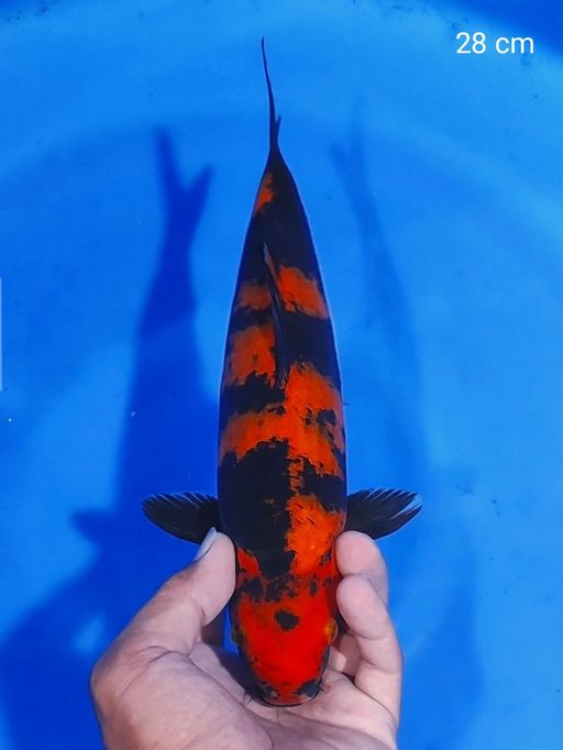 Lelang Koi Online, Jual Beli Ikan Koi, Pusat Jual Beli Koi, Info Lelang Koi Hari Ini, Platform Jual Beli Koi, Jual Beli Ikan Koi Online, Marketplace Ikan Koi, Jual Koi Terbaik, Tempat Beli Koi Berkualitas, Pasar Ikan Koi Online Terpercaya, Penjual Ikan Koi Terpercaya, Beli Koi Hias Online, Ikan Koi untuk Dijual, Koi Kualitas Terbaik, Toko Online Ikan Koi, Koi Hias Untuk Dijual, Jual Beli Ikan Koi Lokal, Koi Indonesia Online, Pusat Jual Beli Koi Terbesar