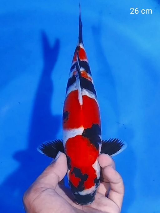 Lelang Koi Online, Jual Beli Ikan Koi, Pusat Jual Beli Koi, Info Lelang Koi Hari Ini, Platform Jual Beli Koi, Jual Beli Ikan Koi Online, Marketplace Ikan Koi, Jual Koi Terbaik, Tempat Beli Koi Berkualitas, Pasar Ikan Koi Online Terpercaya, Penjual Ikan Koi Terpercaya, Beli Koi Hias Online, Ikan Koi untuk Dijual, Koi Kualitas Terbaik, Toko Online Ikan Koi, Koi Hias Untuk Dijual, Jual Beli Ikan Koi Lokal, Koi Indonesia Online, Pusat Jual Beli Koi Terbesar