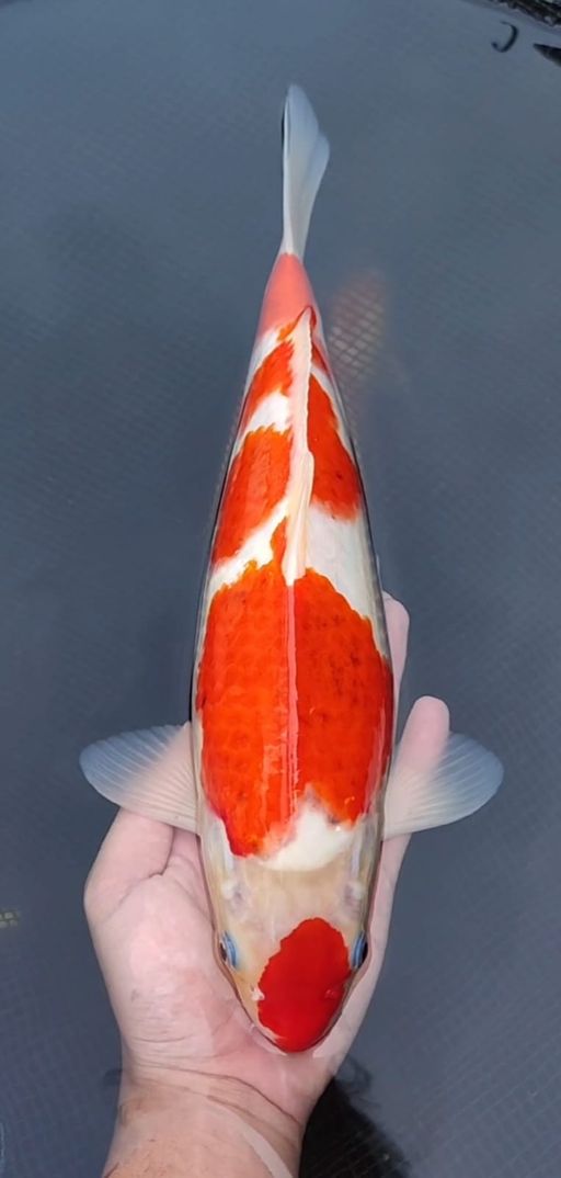 Lelang Koi Online, Jual Beli Ikan Koi, Pusat Jual Beli Koi, Info Lelang Koi Hari Ini, Platform Jual Beli Koi, Jual Beli Ikan Koi Online, Marketplace Ikan Koi, Jual Koi Terbaik, Tempat Beli Koi Berkualitas, Pasar Ikan Koi Online Terpercaya, Penjual Ikan Koi Terpercaya, Beli Koi Hias Online, Ikan Koi untuk Dijual, Koi Kualitas Terbaik, Toko Online Ikan Koi, Koi Hias Untuk Dijual, Jual Beli Ikan Koi Lokal, Koi Indonesia Online, Pusat Jual Beli Koi Terbesar