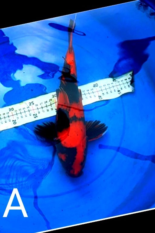 Lelang Koi Online, Jual Beli Ikan Koi, Pusat Jual Beli Koi, Info Lelang Koi Hari Ini, Platform Jual Beli Koi, Jual Beli Ikan Koi Online, Marketplace Ikan Koi, Jual Koi Terbaik, Tempat Beli Koi Berkualitas, Pasar Ikan Koi Online Terpercaya, Penjual Ikan Koi Terpercaya, Beli Koi Hias Online, Ikan Koi untuk Dijual, Koi Kualitas Terbaik, Toko Online Ikan Koi, Koi Hias Untuk Dijual, Jual Beli Ikan Koi Lokal, Koi Indonesia Online, Pusat Jual Beli Koi Terbesar