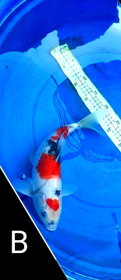 Lelang Koi Online, Jual Beli Ikan Koi, Pusat Jual Beli Koi, Info Lelang Koi Hari Ini, Platform Jual Beli Koi, Jual Beli Ikan Koi Online, Marketplace Ikan Koi, Jual Koi Terbaik, Tempat Beli Koi Berkualitas, Pasar Ikan Koi Online Terpercaya, Penjual Ikan Koi Terpercaya, Beli Koi Hias Online, Ikan Koi untuk Dijual, Koi Kualitas Terbaik, Toko Online Ikan Koi, Koi Hias Untuk Dijual, Jual Beli Ikan Koi Lokal, Koi Indonesia Online, Pusat Jual Beli Koi Terbesar