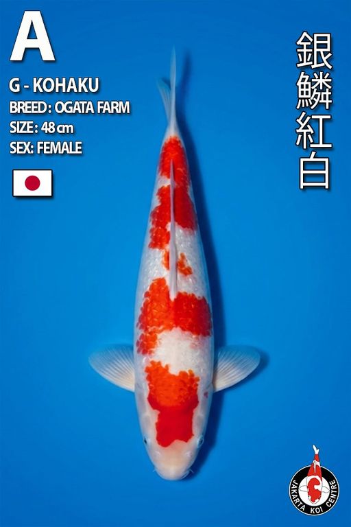 Lelang Koi Online, Jual Beli Ikan Koi, Pusat Jual Beli Koi, Info Lelang Koi Hari Ini, Platform Jual Beli Koi, Jual Beli Ikan Koi Online, Marketplace Ikan Koi, Jual Koi Terbaik, Tempat Beli Koi Berkualitas, Pasar Ikan Koi Online Terpercaya, Penjual Ikan Koi Terpercaya, Beli Koi Hias Online, Ikan Koi untuk Dijual, Koi Kualitas Terbaik, Toko Online Ikan Koi, Koi Hias Untuk Dijual, Jual Beli Ikan Koi Lokal, Koi Indonesia Online, Pusat Jual Beli Koi Terbesar