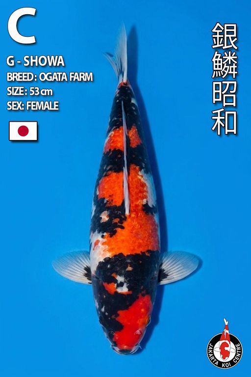 Lelang Koi Online, Jual Beli Ikan Koi, Pusat Jual Beli Koi, Info Lelang Koi Hari Ini, Platform Jual Beli Koi, Jual Beli Ikan Koi Online, Marketplace Ikan Koi, Jual Koi Terbaik, Tempat Beli Koi Berkualitas, Pasar Ikan Koi Online Terpercaya, Penjual Ikan Koi Terpercaya, Beli Koi Hias Online, Ikan Koi untuk Dijual, Koi Kualitas Terbaik, Toko Online Ikan Koi, Koi Hias Untuk Dijual, Jual Beli Ikan Koi Lokal, Koi Indonesia Online, Pusat Jual Beli Koi Terbesar