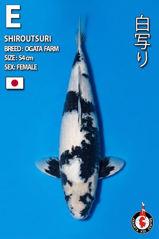 Lelang Koi Online, Jual Beli Ikan Koi, Pusat Jual Beli Koi, Info Lelang Koi Hari Ini, Platform Jual Beli Koi, Jual Beli Ikan Koi Online, Marketplace Ikan Koi, Jual Koi Terbaik, Tempat Beli Koi Berkualitas, Pasar Ikan Koi Online Terpercaya, Penjual Ikan Koi Terpercaya, Beli Koi Hias Online, Ikan Koi untuk Dijual, Koi Kualitas Terbaik, Toko Online Ikan Koi, Koi Hias Untuk Dijual, Jual Beli Ikan Koi Lokal, Koi Indonesia Online, Pusat Jual Beli Koi Terbesar