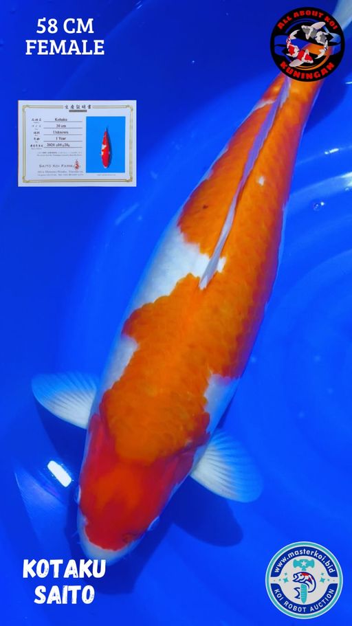 Lelang Koi Online, Jual Beli Ikan Koi, Pusat Jual Beli Koi, Info Lelang Koi Hari Ini, Platform Jual Beli Koi, Jual Beli Ikan Koi Online, Marketplace Ikan Koi, Jual Koi Terbaik, Tempat Beli Koi Berkualitas, Pasar Ikan Koi Online Terpercaya, Penjual Ikan Koi Terpercaya, Beli Koi Hias Online, Ikan Koi untuk Dijual, Koi Kualitas Terbaik, Toko Online Ikan Koi, Koi Hias Untuk Dijual, Jual Beli Ikan Koi Lokal, Koi Indonesia Online, Pusat Jual Beli Koi Terbesar