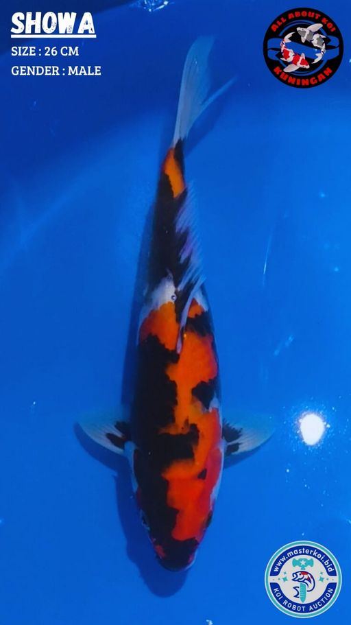 Lelang Koi Online, Jual Beli Ikan Koi, Pusat Jual Beli Koi, Info Lelang Koi Hari Ini, Platform Jual Beli Koi, Jual Beli Ikan Koi Online, Marketplace Ikan Koi, Jual Koi Terbaik, Tempat Beli Koi Berkualitas, Pasar Ikan Koi Online Terpercaya, Penjual Ikan Koi Terpercaya, Beli Koi Hias Online, Ikan Koi untuk Dijual, Koi Kualitas Terbaik, Toko Online Ikan Koi, Koi Hias Untuk Dijual, Jual Beli Ikan Koi Lokal, Koi Indonesia Online, Pusat Jual Beli Koi Terbesar