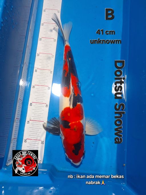 Lelang Koi Online, Jual Beli Ikan Koi, Pusat Jual Beli Koi, Info Lelang Koi Hari Ini, Platform Jual Beli Koi, Jual Beli Ikan Koi Online, Marketplace Ikan Koi, Jual Koi Terbaik, Tempat Beli Koi Berkualitas, Pasar Ikan Koi Online Terpercaya, Penjual Ikan Koi Terpercaya, Beli Koi Hias Online, Ikan Koi untuk Dijual, Koi Kualitas Terbaik, Toko Online Ikan Koi, Koi Hias Untuk Dijual, Jual Beli Ikan Koi Lokal, Koi Indonesia Online, Pusat Jual Beli Koi Terbesar