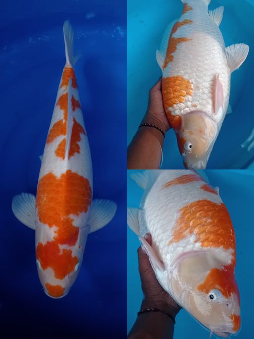 Lelang Koi Online, Jual Beli Ikan Koi, Pusat Jual Beli Koi, Info Lelang Koi Hari Ini, Platform Jual Beli Koi, Jual Beli Ikan Koi Online, Marketplace Ikan Koi, Jual Koi Terbaik, Tempat Beli Koi Berkualitas, Pasar Ikan Koi Online Terpercaya, Penjual Ikan Koi Terpercaya, Beli Koi Hias Online, Ikan Koi untuk Dijual, Koi Kualitas Terbaik, Toko Online Ikan Koi, Koi Hias Untuk Dijual, Jual Beli Ikan Koi Lokal, Koi Indonesia Online, Pusat Jual Beli Koi Terbesar