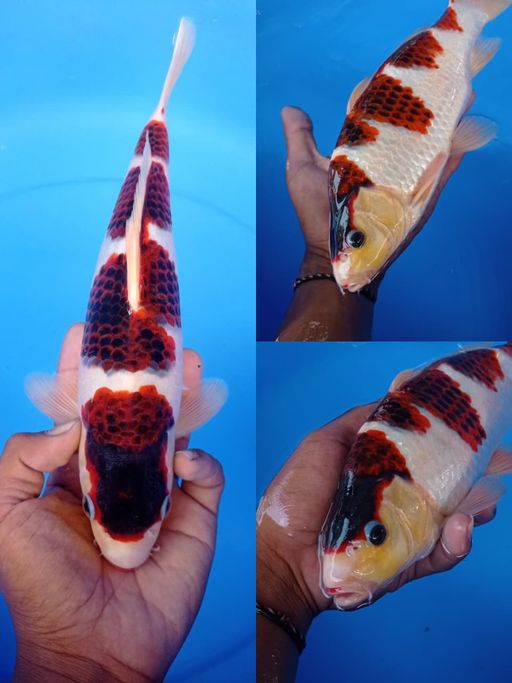Lelang Koi Online, Jual Beli Ikan Koi, Pusat Jual Beli Koi, Info Lelang Koi Hari Ini, Platform Jual Beli Koi, Jual Beli Ikan Koi Online, Marketplace Ikan Koi, Jual Koi Terbaik, Tempat Beli Koi Berkualitas, Pasar Ikan Koi Online Terpercaya, Penjual Ikan Koi Terpercaya, Beli Koi Hias Online, Ikan Koi untuk Dijual, Koi Kualitas Terbaik, Toko Online Ikan Koi, Koi Hias Untuk Dijual, Jual Beli Ikan Koi Lokal, Koi Indonesia Online, Pusat Jual Beli Koi Terbesar