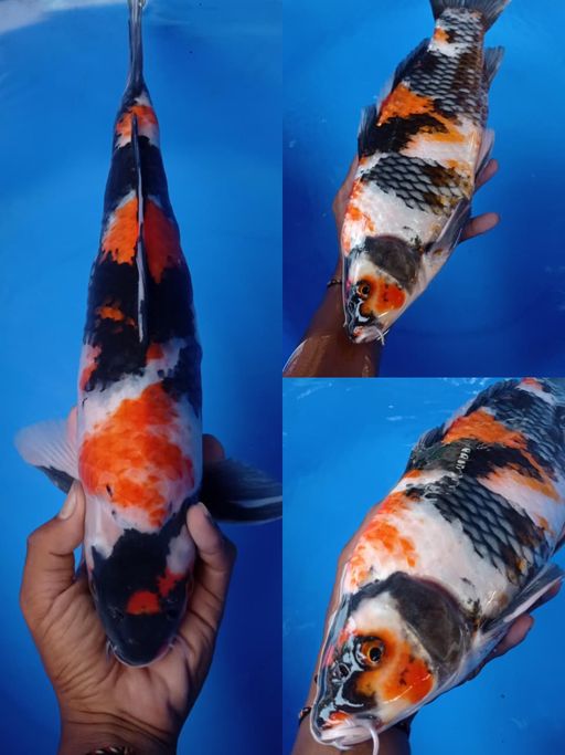 Lelang Koi Online, Jual Beli Ikan Koi, Pusat Jual Beli Koi, Info Lelang Koi Hari Ini, Platform Jual Beli Koi, Jual Beli Ikan Koi Online, Marketplace Ikan Koi, Jual Koi Terbaik, Tempat Beli Koi Berkualitas, Pasar Ikan Koi Online Terpercaya, Penjual Ikan Koi Terpercaya, Beli Koi Hias Online, Ikan Koi untuk Dijual, Koi Kualitas Terbaik, Toko Online Ikan Koi, Koi Hias Untuk Dijual, Jual Beli Ikan Koi Lokal, Koi Indonesia Online, Pusat Jual Beli Koi Terbesar