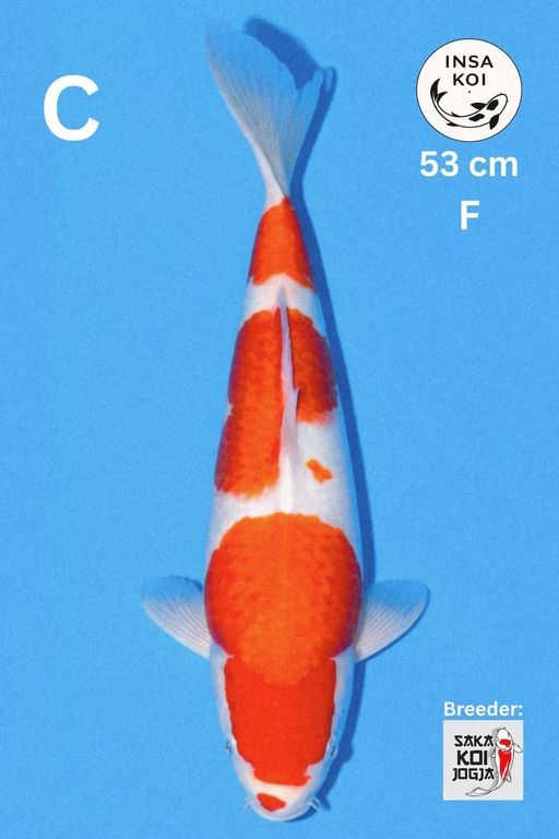 Lelang Koi Online, Jual Beli Ikan Koi, Pusat Jual Beli Koi, Info Lelang Koi Hari Ini, Platform Jual Beli Koi, Jual Beli Ikan Koi Online, Marketplace Ikan Koi, Jual Koi Terbaik, Tempat Beli Koi Berkualitas, Pasar Ikan Koi Online Terpercaya, Penjual Ikan Koi Terpercaya, Beli Koi Hias Online, Ikan Koi untuk Dijual, Koi Kualitas Terbaik, Toko Online Ikan Koi, Koi Hias Untuk Dijual, Jual Beli Ikan Koi Lokal, Koi Indonesia Online, Pusat Jual Beli Koi Terbesar