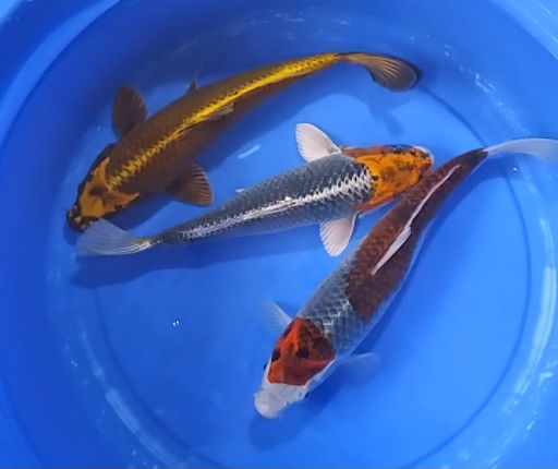 Lelang Koi Online, Jual Beli Ikan Koi, Pusat Jual Beli Koi, Info Lelang Koi Hari Ini, Platform Jual Beli Koi, Jual Beli Ikan Koi Online, Marketplace Ikan Koi, Jual Koi Terbaik, Tempat Beli Koi Berkualitas, Pasar Ikan Koi Online Terpercaya, Penjual Ikan Koi Terpercaya, Beli Koi Hias Online, Ikan Koi untuk Dijual, Koi Kualitas Terbaik, Toko Online Ikan Koi, Koi Hias Untuk Dijual, Jual Beli Ikan Koi Lokal, Koi Indonesia Online, Pusat Jual Beli Koi Terbesar