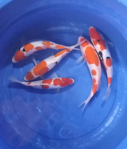 Lelang Koi Online, Jual Beli Ikan Koi, Pusat Jual Beli Koi, Info Lelang Koi Hari Ini, Platform Jual Beli Koi, Jual Beli Ikan Koi Online, Marketplace Ikan Koi, Jual Koi Terbaik, Tempat Beli Koi Berkualitas, Pasar Ikan Koi Online Terpercaya, Penjual Ikan Koi Terpercaya, Beli Koi Hias Online, Ikan Koi untuk Dijual, Koi Kualitas Terbaik, Toko Online Ikan Koi, Koi Hias Untuk Dijual, Jual Beli Ikan Koi Lokal, Koi Indonesia Online, Pusat Jual Beli Koi Terbesar