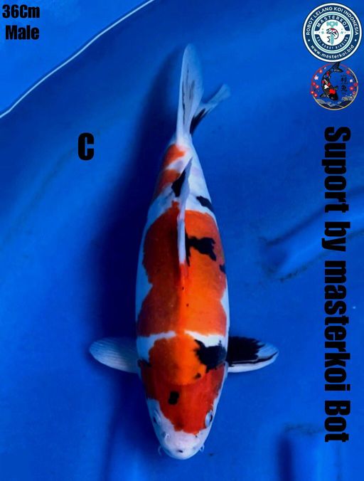 Lelang Koi Online, Jual Beli Ikan Koi, Pusat Jual Beli Koi, Info Lelang Koi Hari Ini, Platform Jual Beli Koi, Jual Beli Ikan Koi Online, Marketplace Ikan Koi, Jual Koi Terbaik, Tempat Beli Koi Berkualitas, Pasar Ikan Koi Online Terpercaya, Penjual Ikan Koi Terpercaya, Beli Koi Hias Online, Ikan Koi untuk Dijual, Koi Kualitas Terbaik, Toko Online Ikan Koi, Koi Hias Untuk Dijual, Jual Beli Ikan Koi Lokal, Koi Indonesia Online, Pusat Jual Beli Koi Terbesar