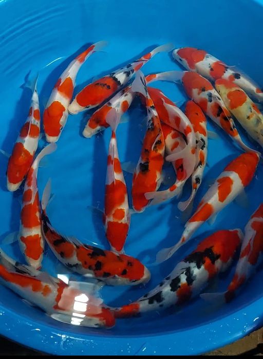 Lelang Koi Online, Jual Beli Ikan Koi, Pusat Jual Beli Koi, Info Lelang Koi Hari Ini, Platform Jual Beli Koi, Jual Beli Ikan Koi Online, Marketplace Ikan Koi, Jual Koi Terbaik, Tempat Beli Koi Berkualitas, Pasar Ikan Koi Online Terpercaya, Penjual Ikan Koi Terpercaya, Beli Koi Hias Online, Ikan Koi untuk Dijual, Koi Kualitas Terbaik, Toko Online Ikan Koi, Koi Hias Untuk Dijual, Jual Beli Ikan Koi Lokal, Koi Indonesia Online, Pusat Jual Beli Koi Terbesar